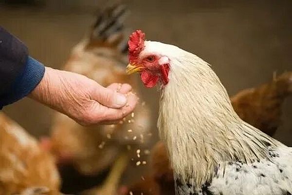 Проводится вакцинация домашней птицы на территории Хатежинского сельсовета!